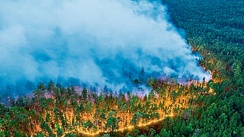 Forest-fires