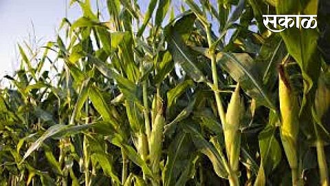 The Rayat Bazaar campaign is being implemented to enable direct sale of agricultural commodities