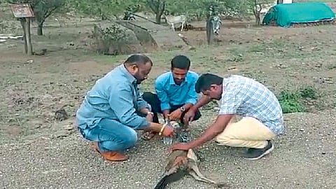 Satara