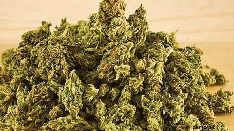 Sangamner taluka police seized 10 lakh cannabis and arrested three persons