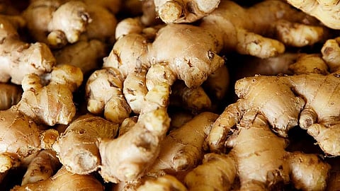Ginger prices fell despite increased demand malegaoan nashik marathi news