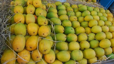 Hapus Mango