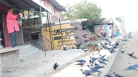 He has been friends with crows for 25 years.jpg