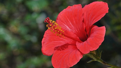 Hibiscus