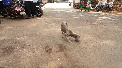 कुत्र्यांना त्वचारोग