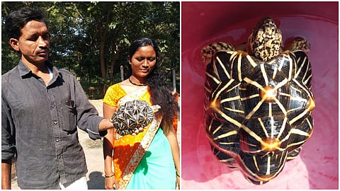Indian star Turtle