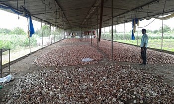 योग्य भाव मिळत नाही...म्हणून हजारो क्विंटल कांदा सडतोय चाळीत !