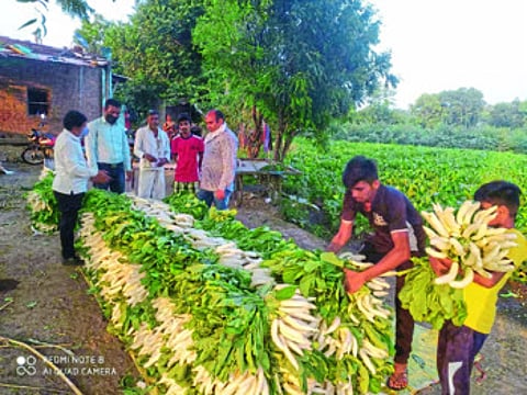 radish daily transport