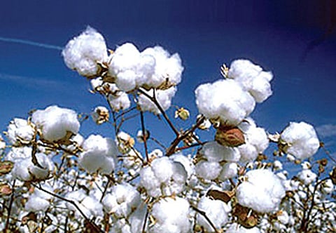 Inclusion of Nevasha in the list of cotton producing talukas