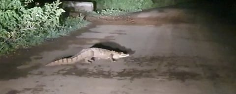 crocodile came directly on the road