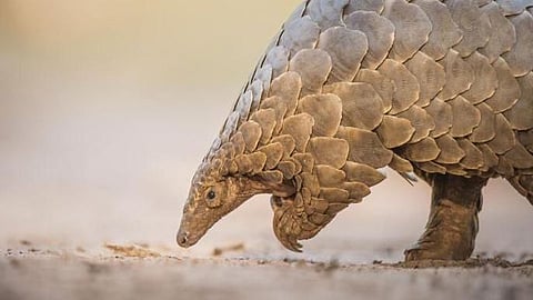 वाईतील खवले मांजर तस्करीप्रकरणात रक्षकच बनला भक्षक!