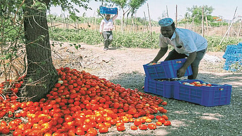 शेतकऱ्याचे मोडले कंबरडे ! टोमॅटोला प्रतिकिलो फक्त 25 पैसे दर
