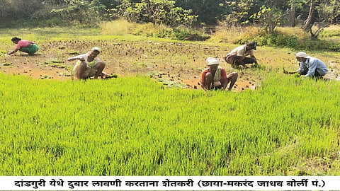 शेतीचा मळा