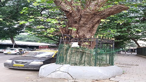 मुंबईत आणखी 565 झाडांचा बळी, सातरस्ता परिसरातील झाडांवर पालिकेच्या नोटीसा