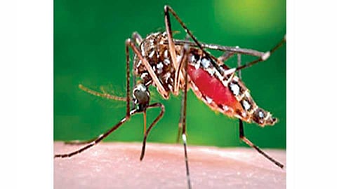 Mosquito