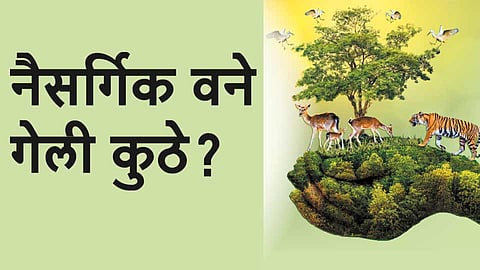 Natural-forests