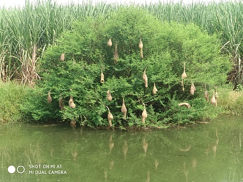 Nests