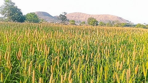 Agriculture