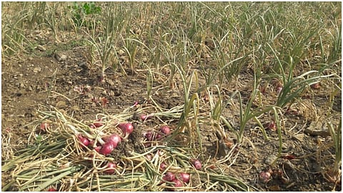 Onion