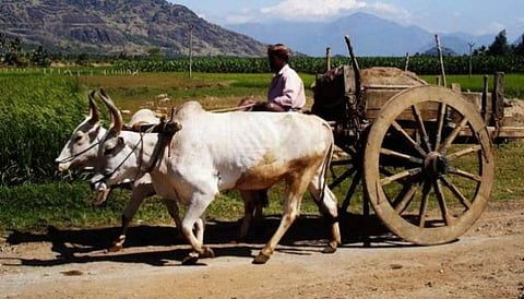 Pair of oxen