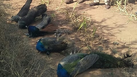 Peacocks News