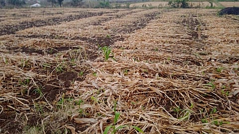 Rains in Hingoli have caused severe damage to sorghum crops.jpg