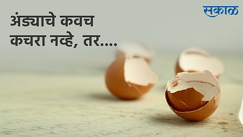 Rajendra Ghorpade writes special article about usage of raw eggs materials