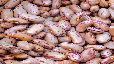 कोरेगावचा राजमा