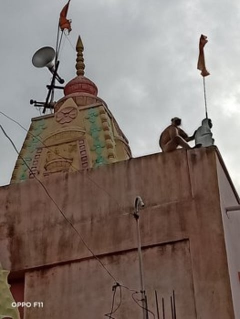 'उघड दार देवा आता उघड दार ! माकडांना ही प्रतिक्षा ?