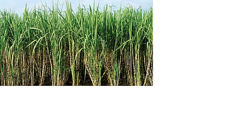 Are sugarcane farmers the enemy of PM? - Why did Minister Hasan Mushrif say that