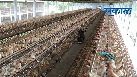 poultry farm
