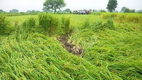 crops