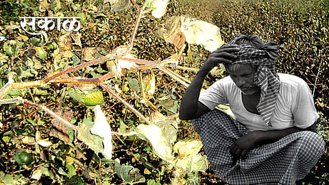 total 45 percent lose of cotton in vidarbha region