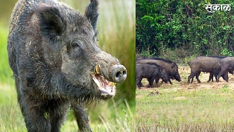 Wild Pigs Brutally Attack On Farmer In Gevrai Kuber Aurangabad