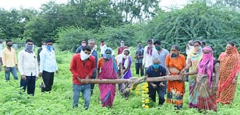 Farmers started cultivating the land of Agriculture Corporation in Shrirampur taluka