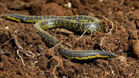 Snake
