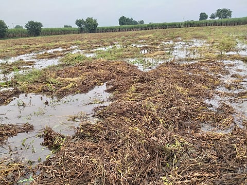 Demand for declaration of wet drought due to heavy rains