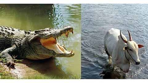 The bull survives the life of farmer from the attack of the crocodile