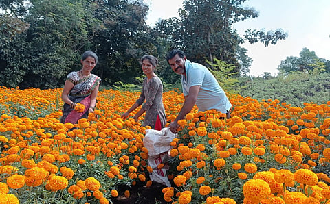 Vikas Gaade from Kanjale has been harvesting marigold every year for the last 15 years.jpg