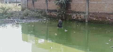 वानाडोंगरीत डेंगीने युवतीचा मृत्यू; महिलांची नगर परिषदेवर धडक
