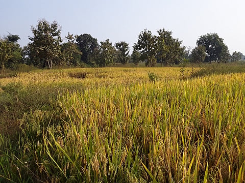 वेलतूर ः परतीच्या पावसामुळे नुकसानग्रस्त झालेले विदर्भातील धानाचे पीक.