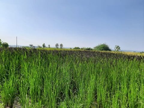 साक्री पश्चीम पट्टयात पिकतोय मणिपूरचा प्रसिद्ध काळभात !