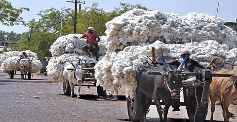 Crowd of farmers at the cotton procurement center in Mirajgaon