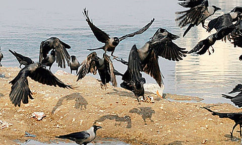 A quarrel between two crows revealed bird flu