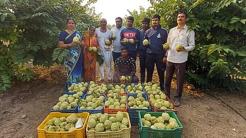 Success Story: Popatrao Pawar earns lakhs of rupees from custard apple orchard