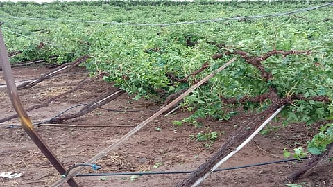 agri1.jpg