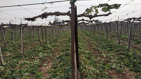 agri1.jpg