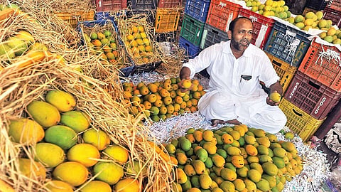 हापूस आंब्यासाठी थेट निर्णयात बदल, APMC मधील बदललेल्या महत्त्वाच्या निर्णयाची रविवारपासून अंमलबजावणी