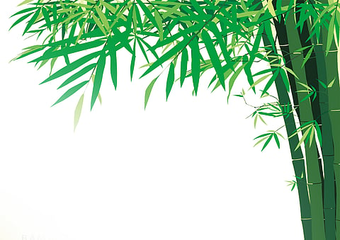 Bamboo will be planted in fallow land in Sindhudurg district