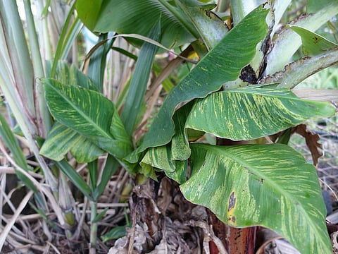 cmv virus in banana